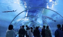 水底世界爆料视频大全最新,水底世界爆料视频大全精彩回顾